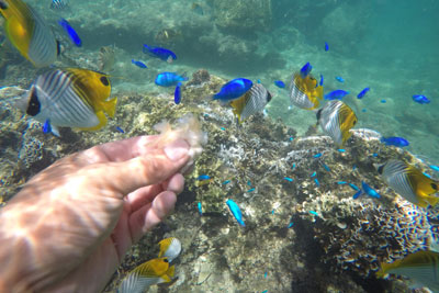 海は天然の水族館